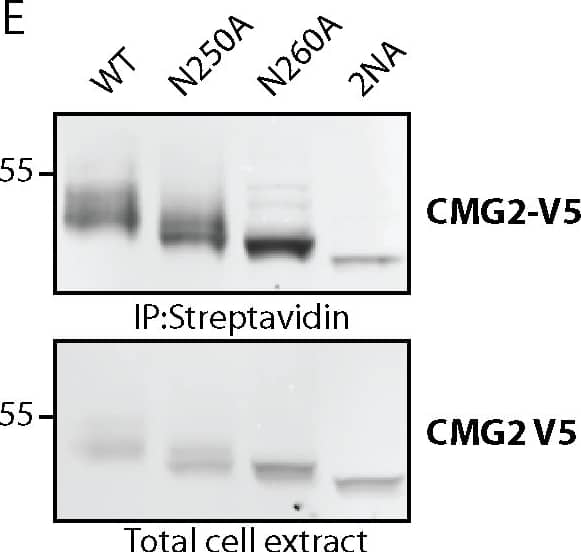 Detection of Human CMG-2/ANTXR2 by Western Blot