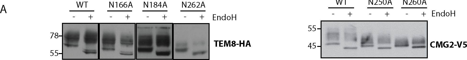 Detection of Human CMG-2/ANTXR2 by Western Blot