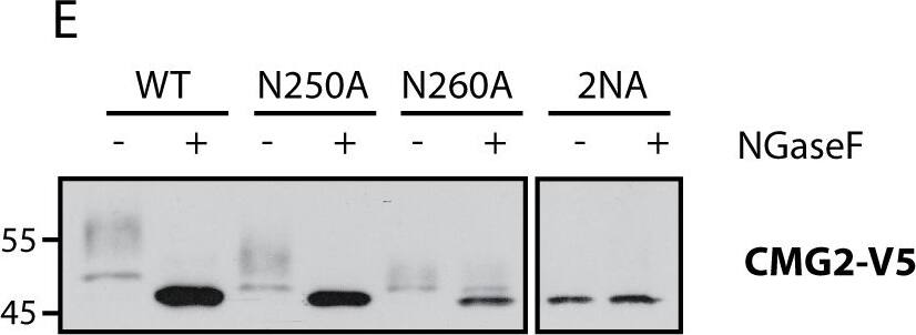 Detection of Human CMG-2/ANTXR2 by Immunoprecipitation