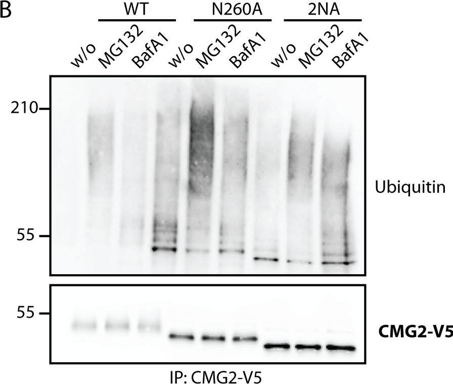 Detection of Human CMG-2/ANTXR2 by Western Blot
