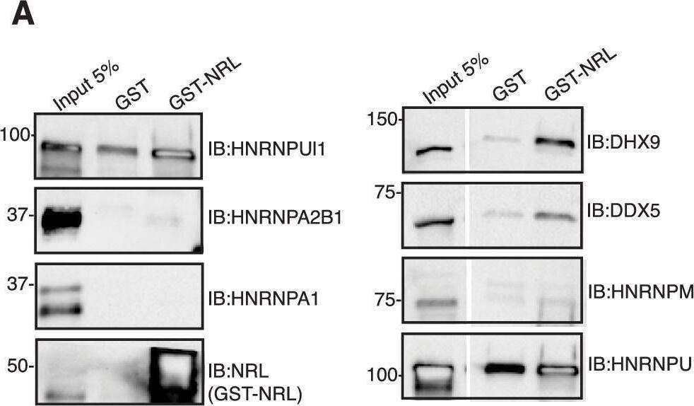 Detection of NRL by Western Blot