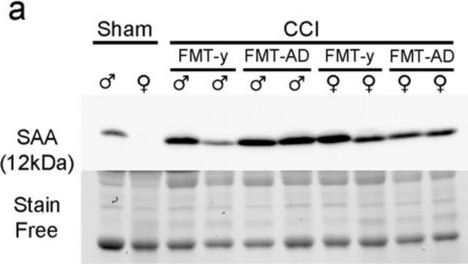 Detection of Serum Amyloid A1/A2 by Western Blot