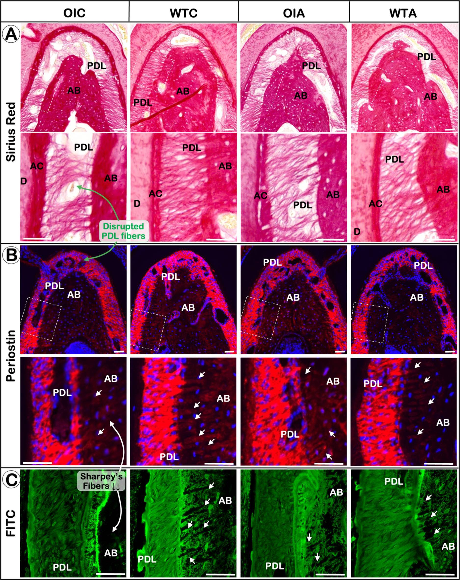 Detection of Mouse Periostin/OSF-2 Isoform 2 by Immunohistochemistry