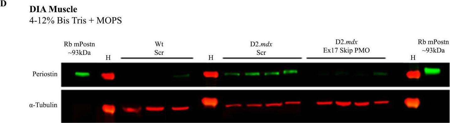 Detection of Mouse Periostin/OSF-2 Isoform 2 by Western Blot