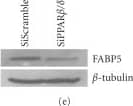 Detection of Human BTLA/CD272 by Western Blot