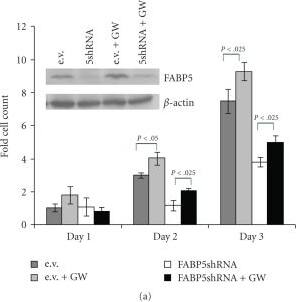 Detection of Human BTLA/CD272 by Western Blot