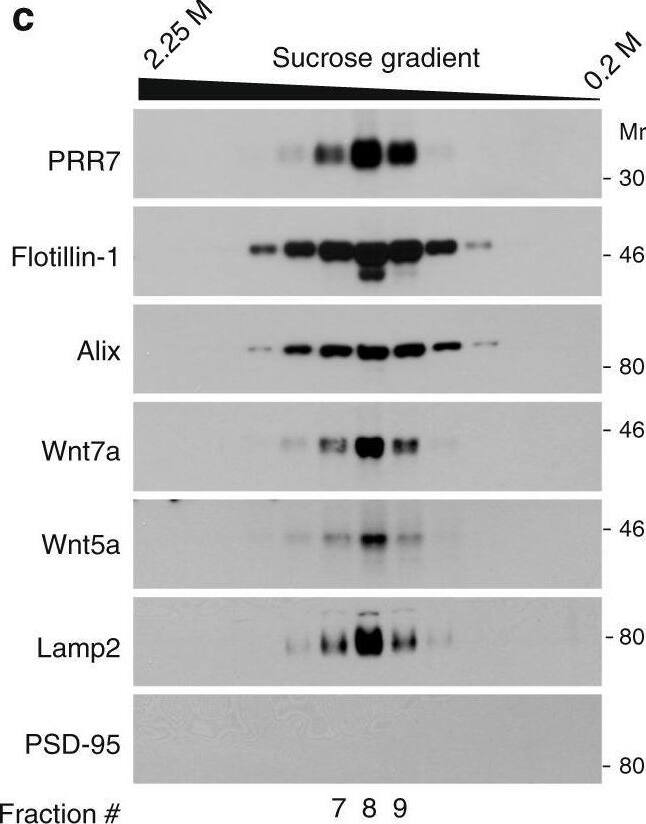 Detection of Wnt-7a/b by Western Blot