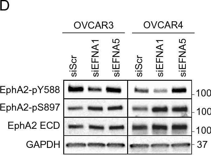 Detection of Human EphA2 by Western Blot