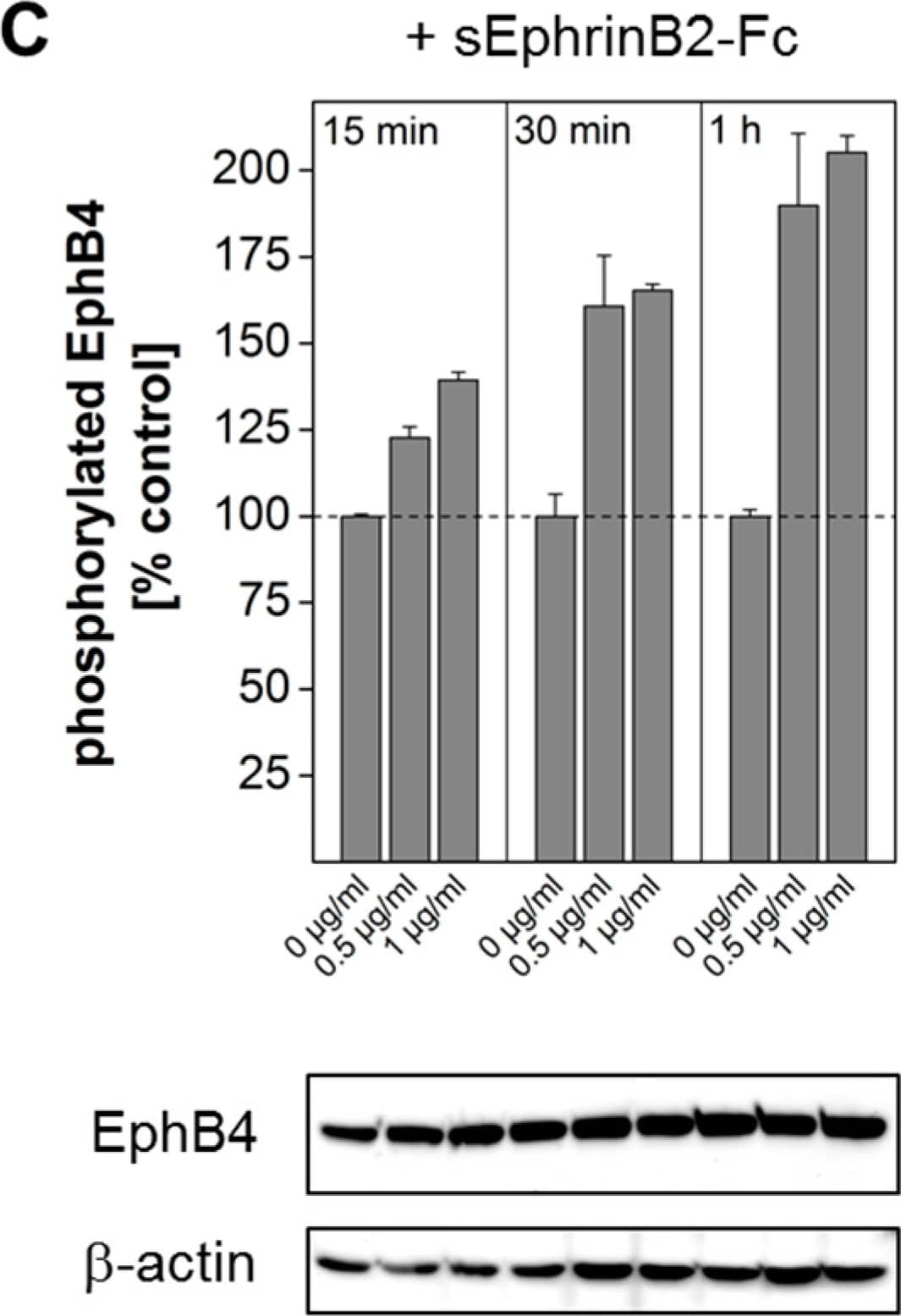 Detection of Mouse EphB4 by Western Blot