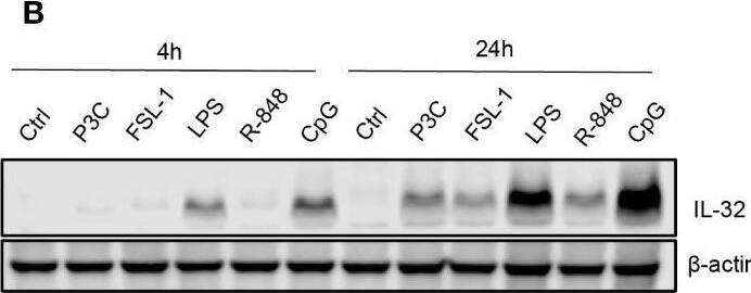 Detection of IL-32 by Western Blot