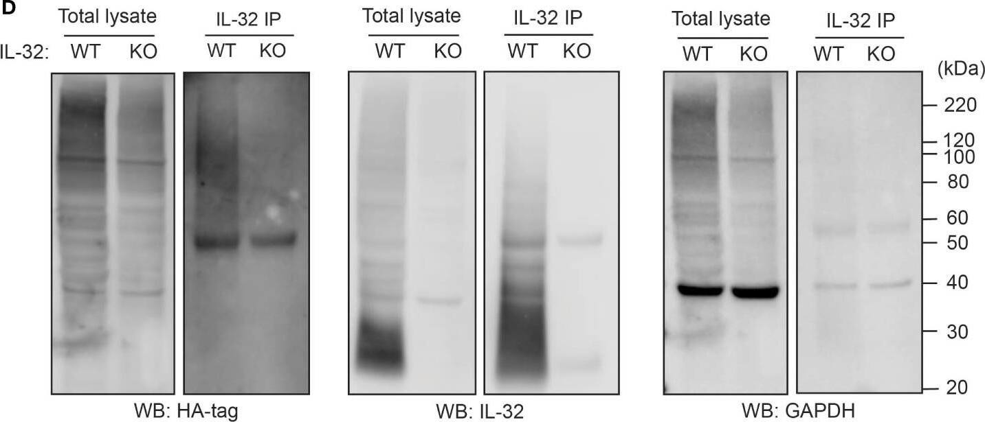 Detection of Human IL-32 by Western Blot