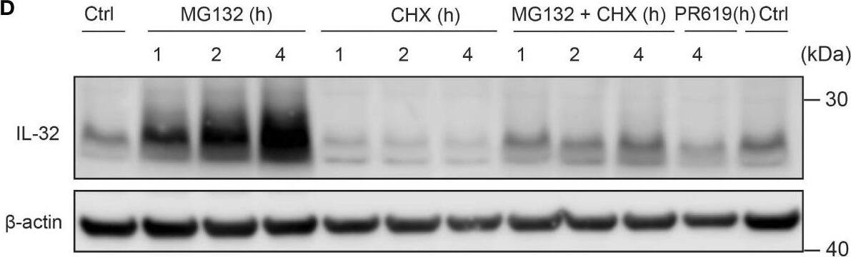 Detection of IL-32 by Western Blot