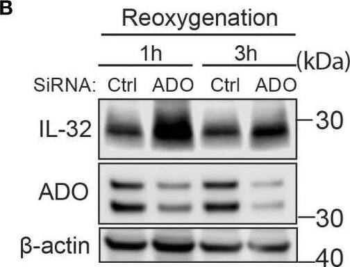 Detection of IL-32 by Western Blot