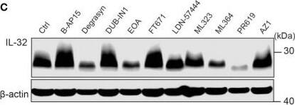 Detection of IL-32 by Western Blot