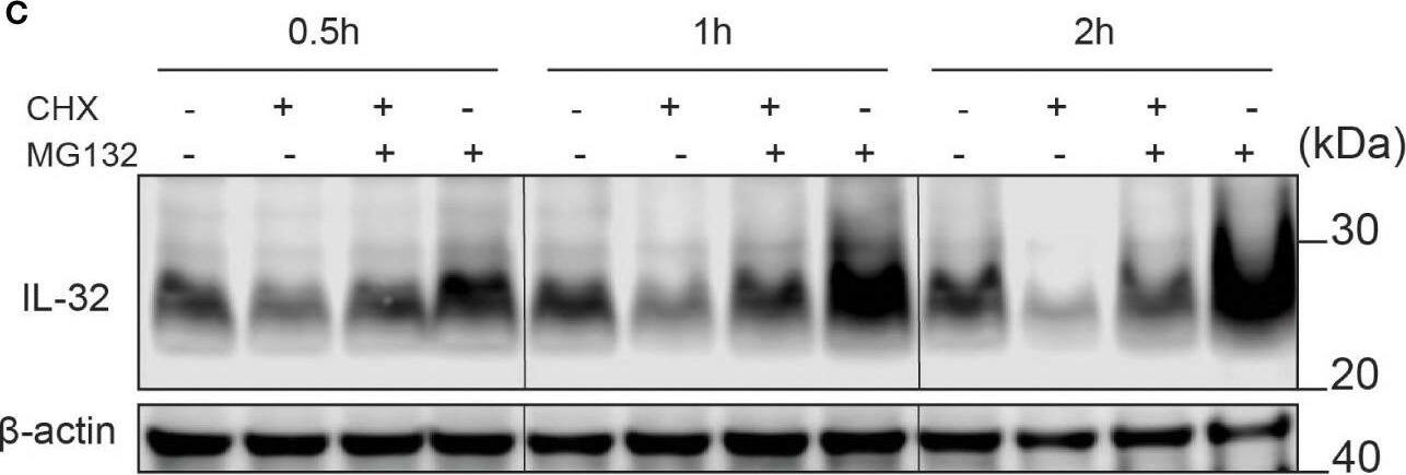 Detection of IL-32 by Western Blot