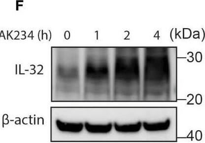 Detection of Human IL-32 by Western Blot