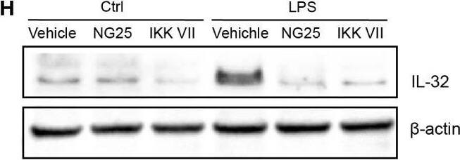 Detection of IL-32 by Western Blot