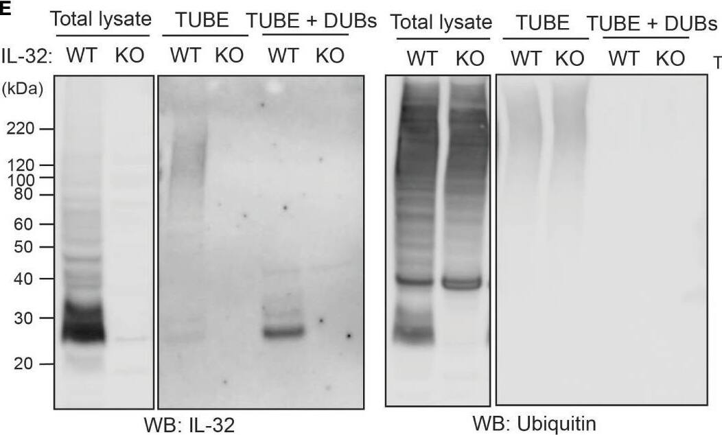Detection of Human IL-32 by Western Blot