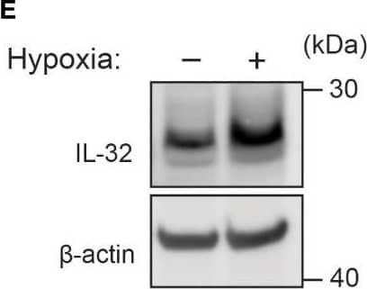 Detection of IL-32 by Western Blot