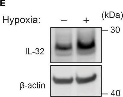 Detection of IL-32 by Western Blot