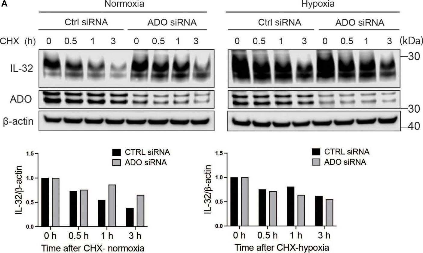 Detection of IL-32 by Western Blot