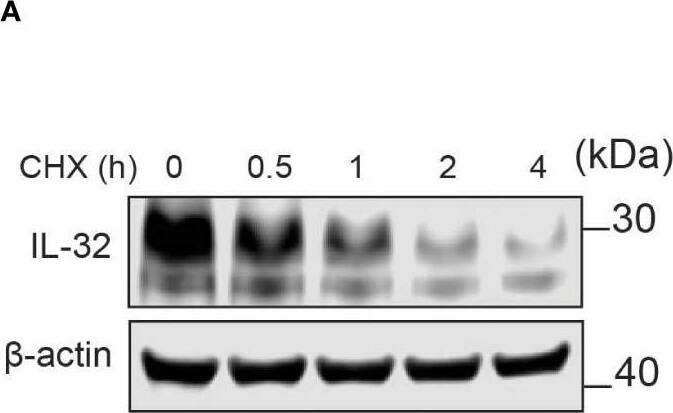 Detection of IL-32 by Western Blot