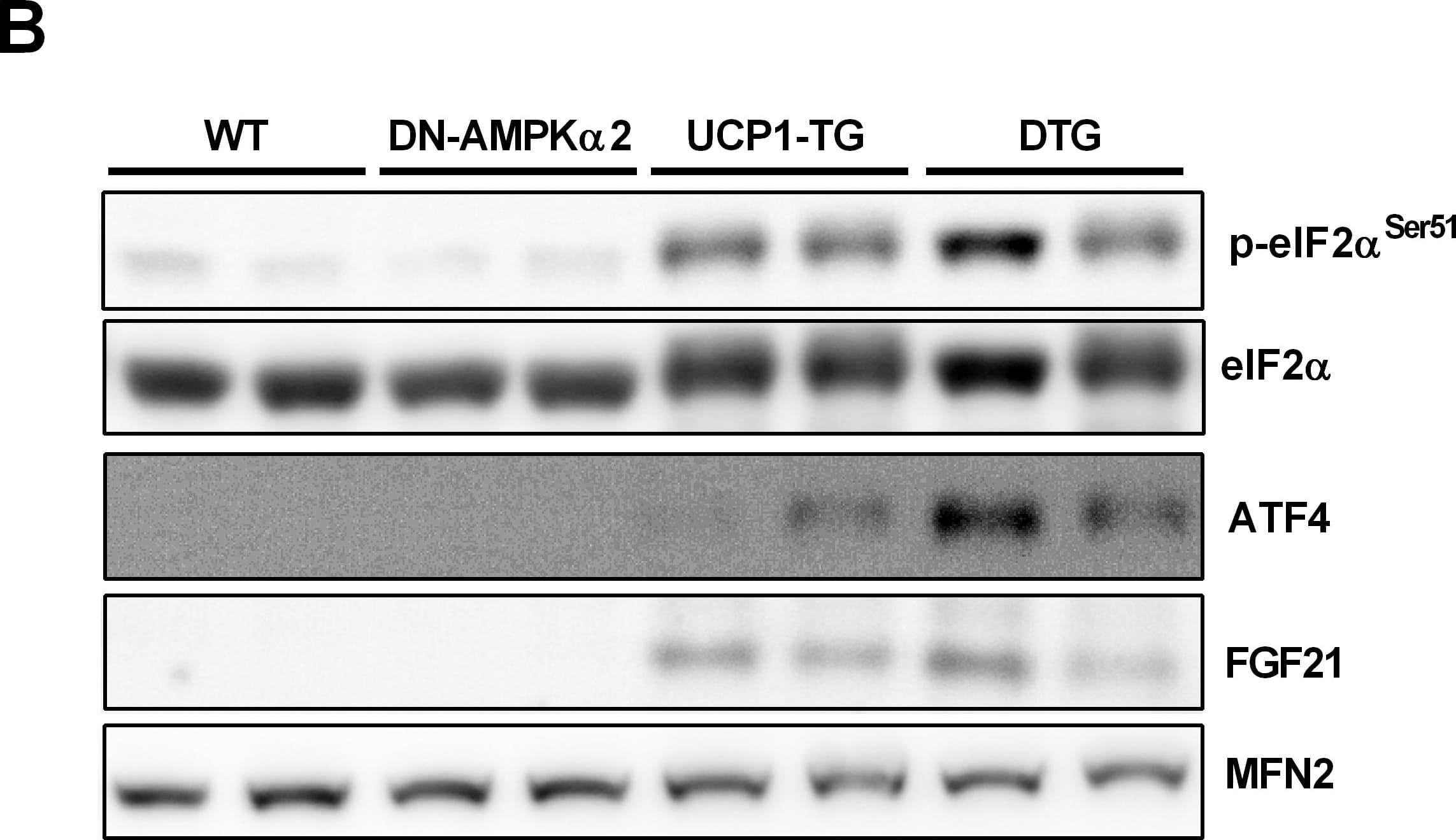 Detection of Mouse FGF-21 by Western Blot