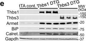 Detection of Thrombospondin-1 by Western Blot