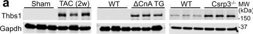 Detection of Thrombospondin-1 by Western Blot