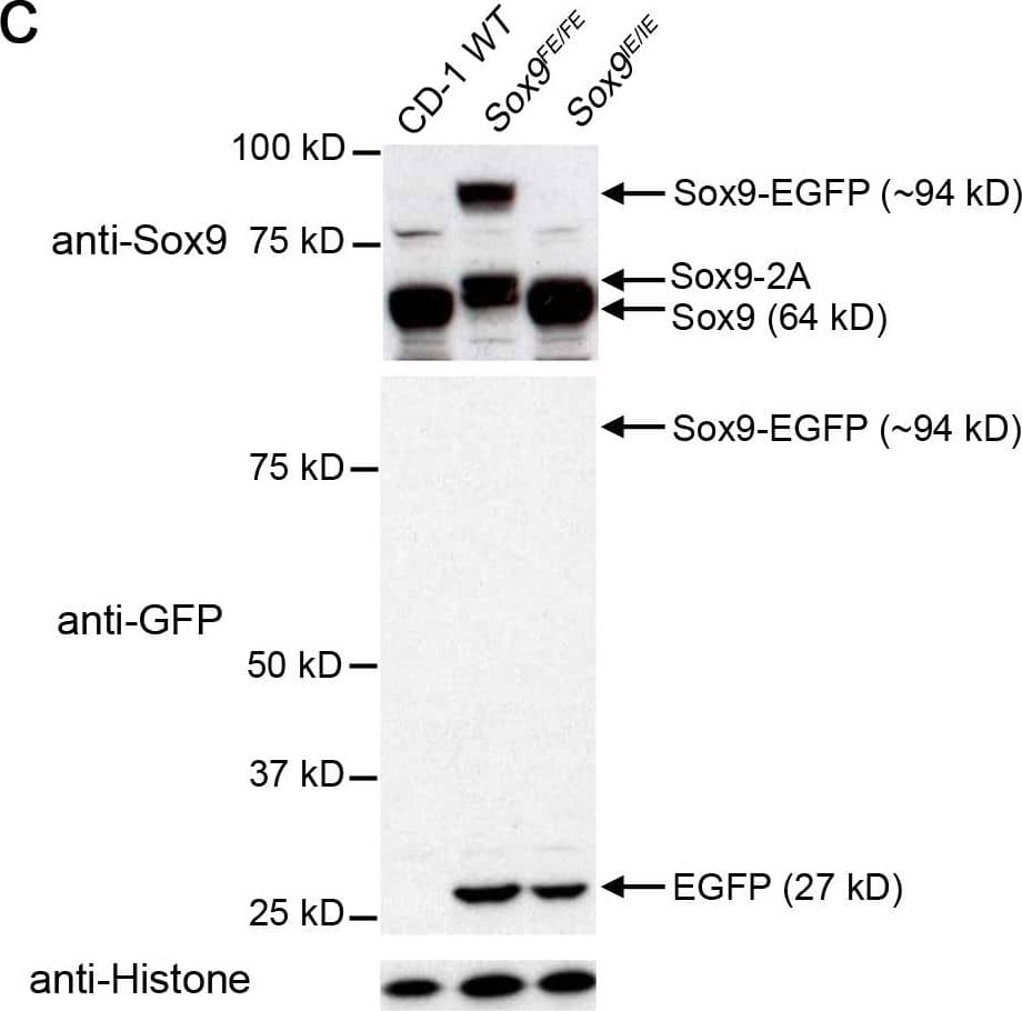 Detection of Mouse SOX9 by Western Blot