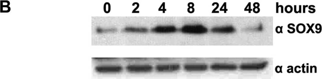 Detection of SOX9 by Western Blot