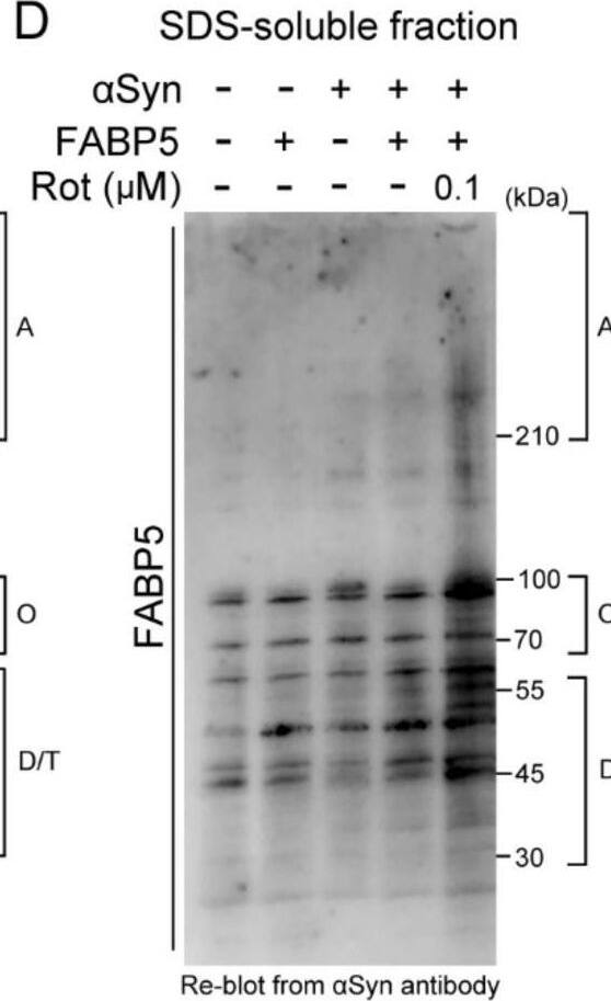Detection of Mouse FABP5/E-FABP by Western Blot