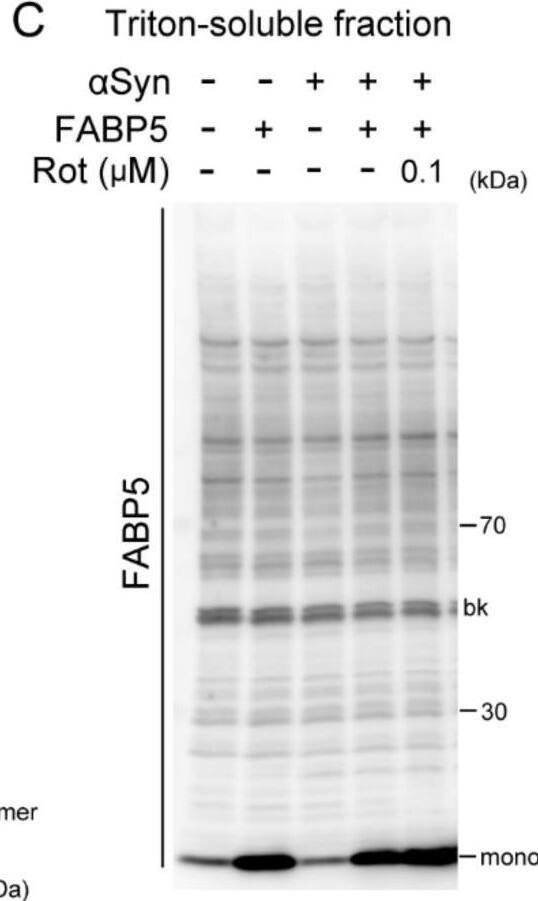 Detection of Mouse FABP5/E-FABP by Western Blot