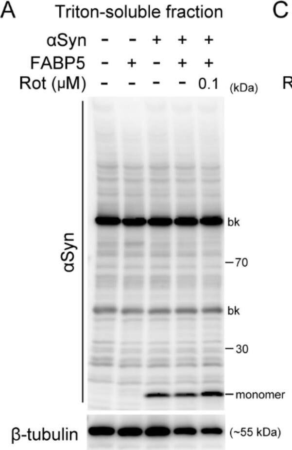 Detection of Mouse FABP5/E-FABP by Western Blot