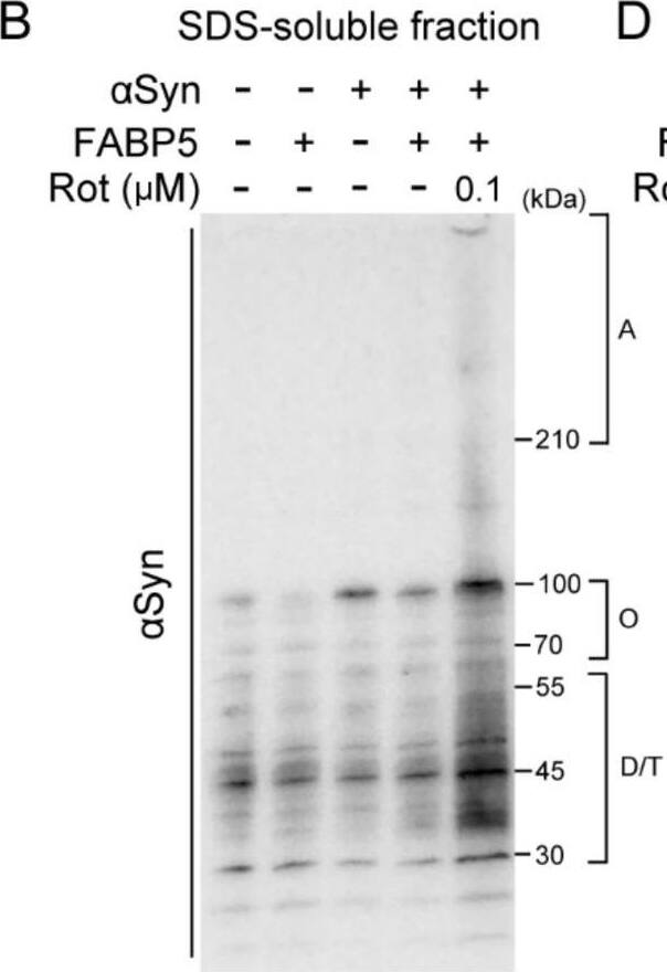 Detection of Mouse FABP5/E-FABP by Western Blot