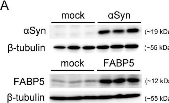 Detection of Mouse FABP5/E-FABP by Western Blot