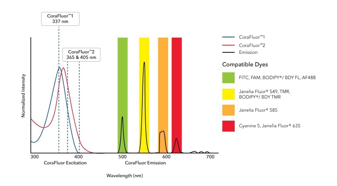 FABP5/E-FABP Antibody [CoraFluor&trade; 1]