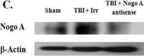 Detection of Rat Nogo-A by Western Blot