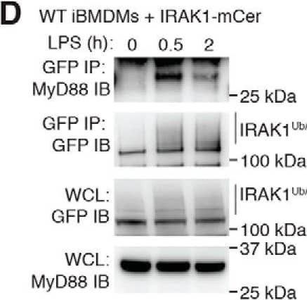 Detection of Mouse Mouse/Rat MyD88 Antibody by Western Blot
