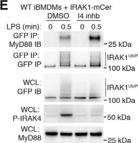 Detection of Mouse Mouse/Rat MyD88 Antibody by Western Blot