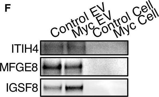 Detection of Human IGSF8/CD316 by Western Blot