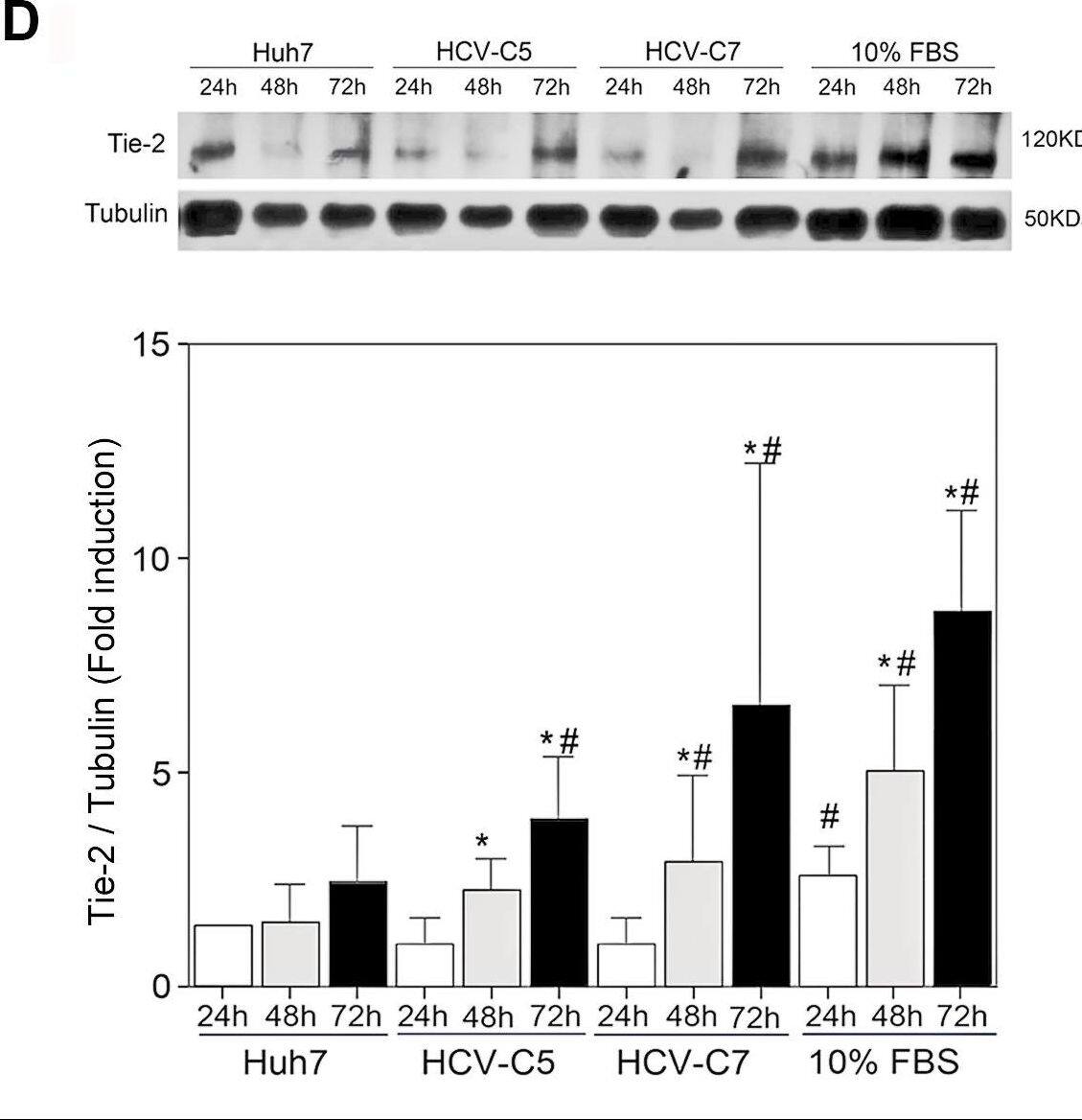 Detection of Human Tie-2 by Western Blot