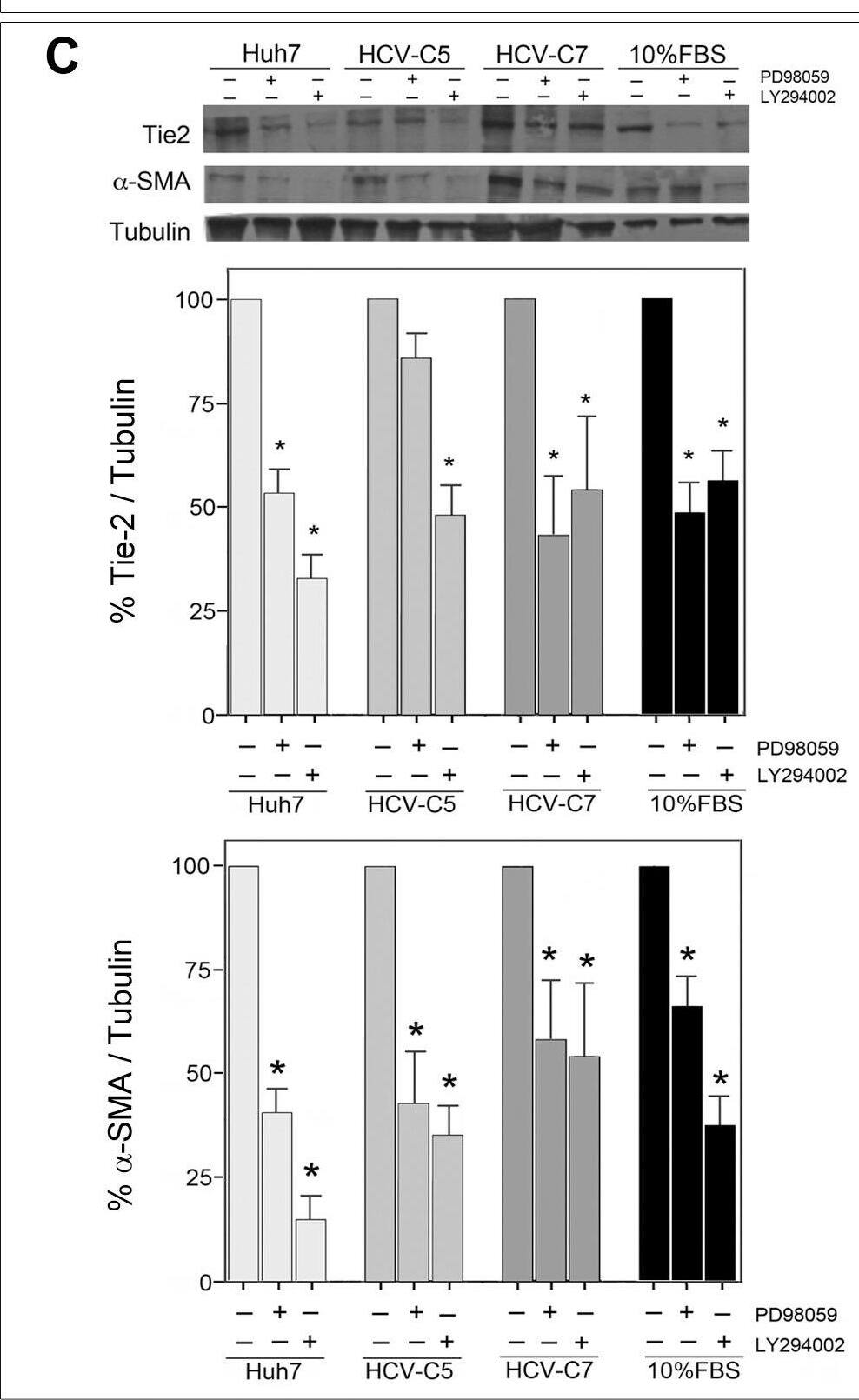 Detection of Human Tie-2 by Western Blot