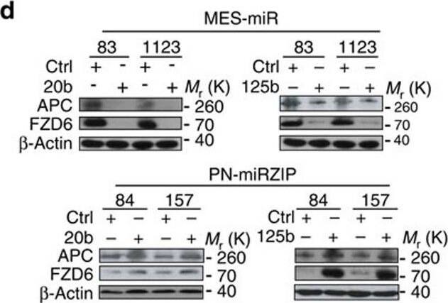 Detection of Frizzled-6 by Western Blot