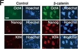 Detection of Mouse KLF4 by Immunohistochemistry
