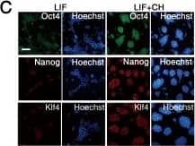 Detection of Mouse KLF4 by Immunocytochemistry/Immunofluorescence