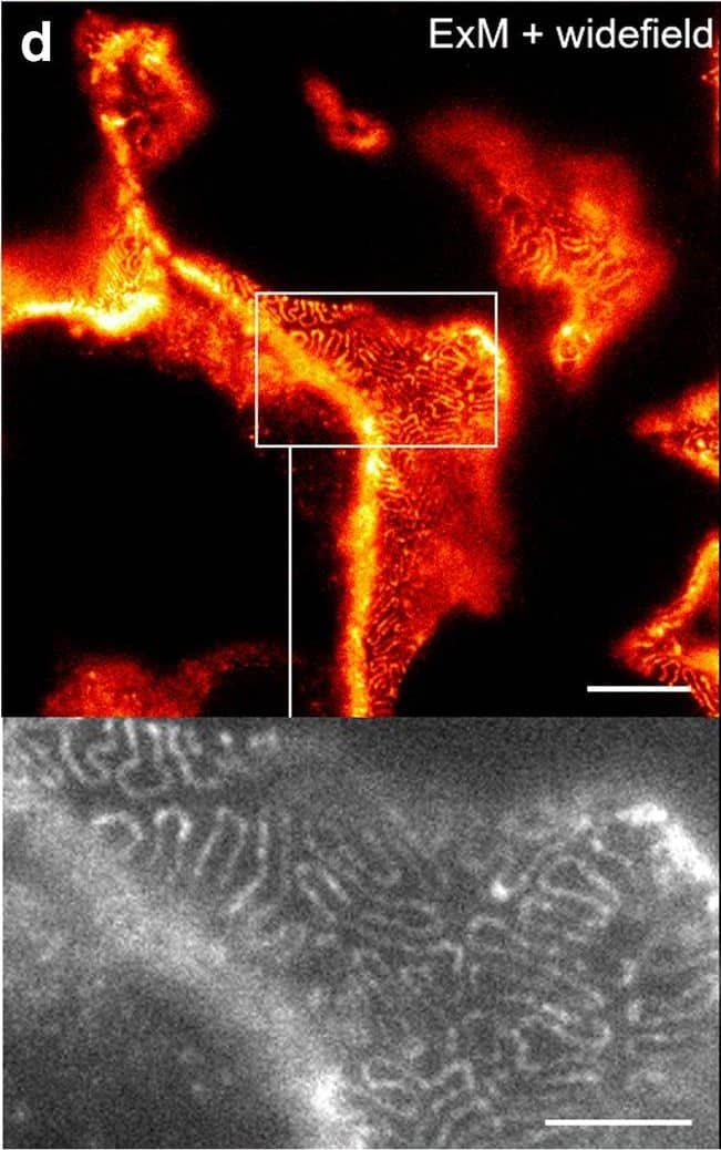 Detection of Mouse Nephrin by Immunocytochemistry/ Immunofluorescence