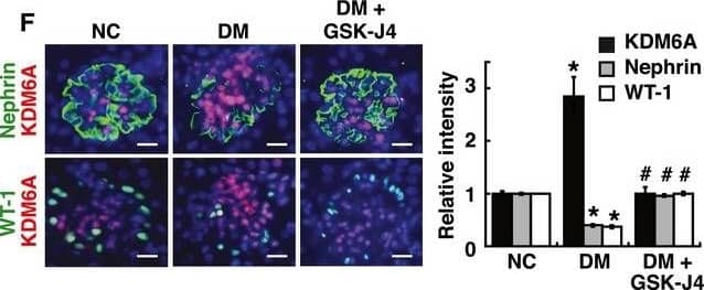 Detection of Mouse Nephrin by Immunocytochemistry/Immunofluorescence