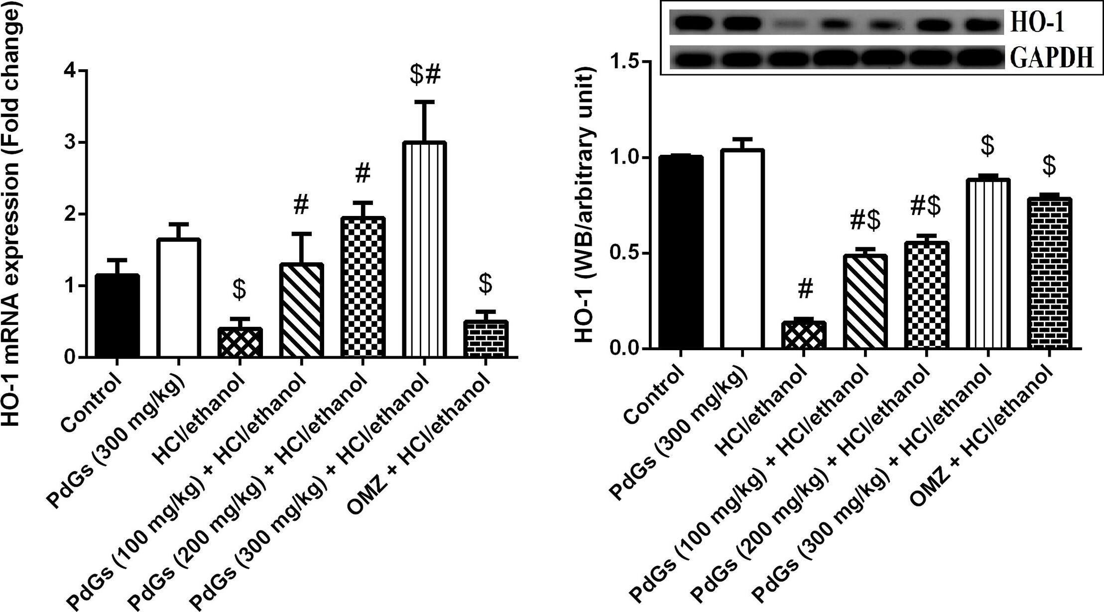 Detection of Rat HO-1/HMOX1/HSP32 by Western Blot