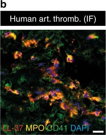 Detection of Mouse Myeloperoxidase/MPO by Immunocytochemistry/Immunofluorescence